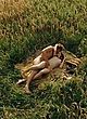 Carice van Houten naked pics - fully naked in the field