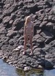 Dakota Johnson naked pics - sheer top, full frontal, sexy